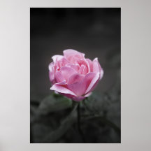 Pink Rose on Black and White Background Posters