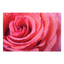 Pink Rose Petals With Water Drops. Macro Shot Photograph