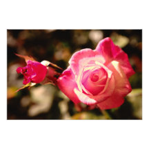 Pink rose photo print