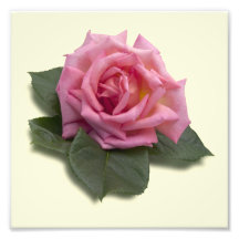 Pink Rose Photo Print