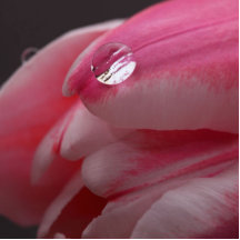 Pink Rose Photo Sculpture