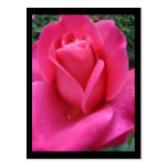Pink Rose Postcard