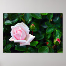 Pink Rose Poster