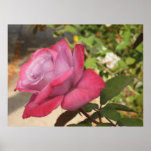 Pink Rose Posters