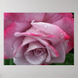 Pink Rose Poster