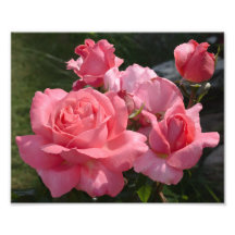 Pink Rose "Special Anniversary" Photo
