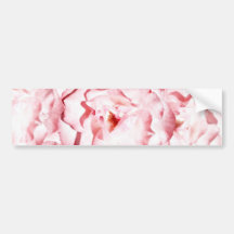 Pink Roses bumper sticker
