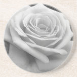 Pink Roses in Anzures 4 B&W Coasters