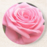 Pink Roses in Anzures 4 Coaster