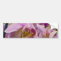 Pink scream bumper stickers