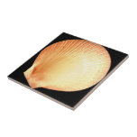 Pink Shell Ceramic Tile