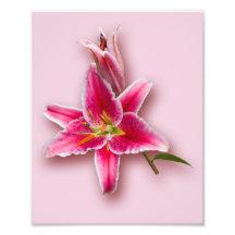 Pink Stargazer Lily and Bud Photograph