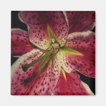 Pink Stargazer Lily Magnet