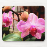 Pink Striped Phalaenopsis Orchids Mousepad