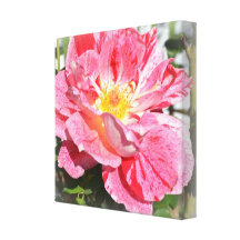 Pink Striped Rose Canvas Print