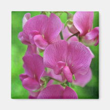 Pink Sweet Pea flowers Refrigerator Magnet