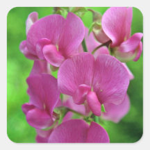 Pink Sweet Pea flowers Sticker