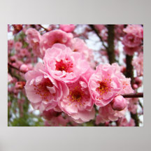 Pink Tree Blossoms art prints posters Spring