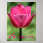 Pink Tulip Passion Poster