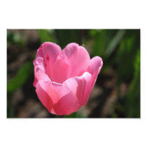 Pink tulip photography