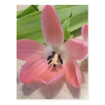 Pink Tulips Postcards