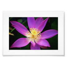 Pink Water Lilly Photo