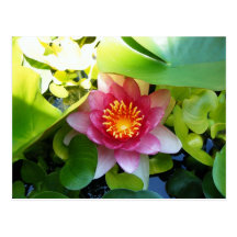Pink Water Lily Post Cards