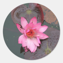 pink waterlily,荷花 stickers