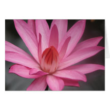 Pink Waterlily Greeting Card