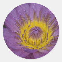 Pink Waterlily Round Sticker