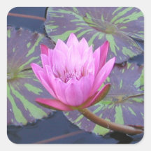 Pink Waterlily Square Sticker