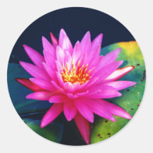 Pink Waterlily Sticker