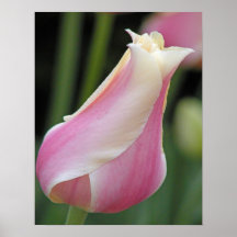 Pink-white Tulip Posters