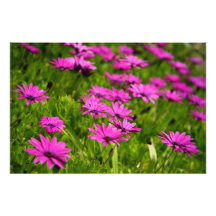 Pink wild flowers photo