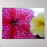 Pink & Yellow Flowers Posters