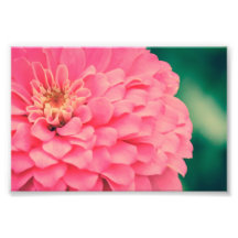 Pink Zinnia Photograph