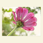 Pink Zinnia reaching for the sky posters