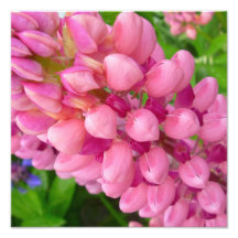 PinkPods Photo
