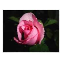 Pinky Rose Bud Photograph