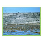 Pintail Flock Postcards