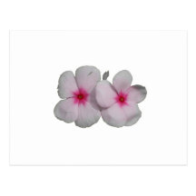 Pinwheel flower pink with natural marks postcards