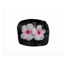 Pinwheel pink circle  flower cutout post cards