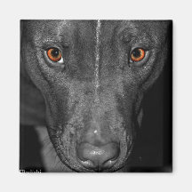 Pit Bull's Eyes (Black and white, colour) Fridge Magnet