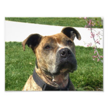 Pitbull dog photo