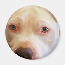 Pitbull Puppy Dog Eyes Art Photography Magnets