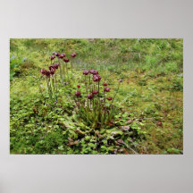 Pitcher Plant Poster/Print