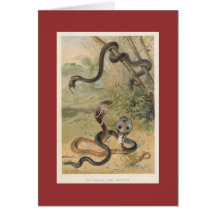PJ Smith - Rat-Snake & Cobras Greeting Cards