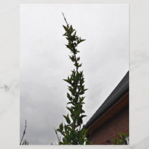 Plant Against Cloudy Sky Custom Flyer