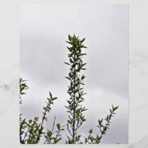 Plant Against Cloudy Sky Flyer Design