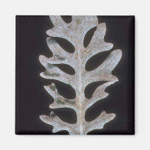 Plant Dusty Leaf Fridge Magnet